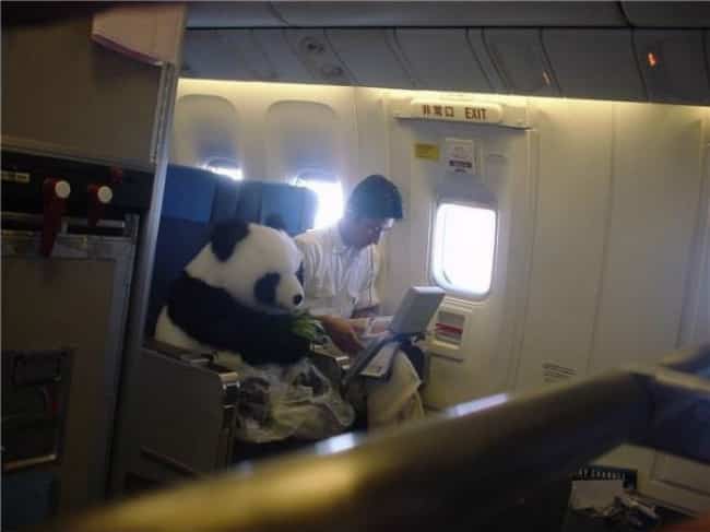 Neparasts pasažieris! Panda lidmāšīnā lido uz Edinburgu.